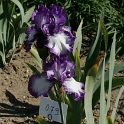 Iris Vullierens - 025